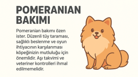 Pomeranian Köpek Bakımı 
