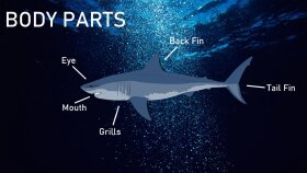 Shark Awareness