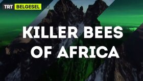 TRT Belgesel - "Afrika'nın Katil Arıları" Fragman