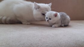 Evcil hayvanlarla ilgili tüm ürünlerin Reklamı Bizden