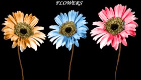 Graphic&Design/Photography