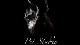 Pet Studio Sosyal Medya Logo Tasarım