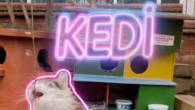 Kedi video/ses edit