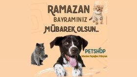 Logo Grafik Tasarı 