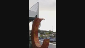 Zuba Reels