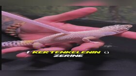 videolarınızı editleyebilirim