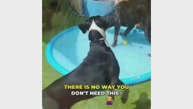 Köpekler İçin Sulu Oyun Matı Video Reklamları