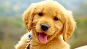 Dogs Breeds Recognition App
