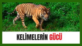 metin yazarlığı yaparım
