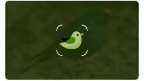 Bird Identifier App Icon