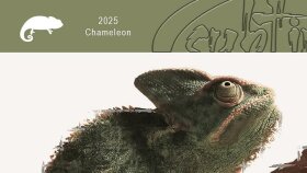 Chameleon