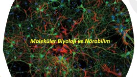 biyolojik bilimlerde literatür ve çeviri desteği verebilirim