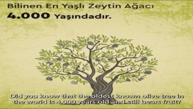Animasyon Tanıtım Seslendirme 