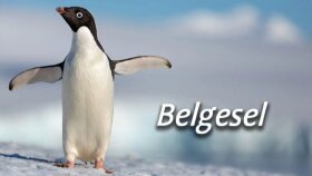 Belgesel seslendirme