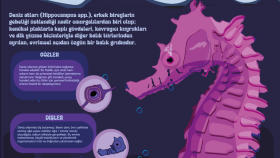 Deniz atı infografik
