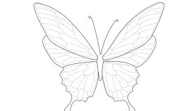 Profesyonel Line Art