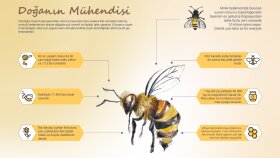 Doğanın Mühendisi İnfografik Tasarımı