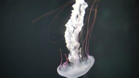 Videolarınızın hızını ayarlayabilirim