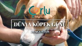 Dünya Köpek Günü - Çorlu Belediyesi