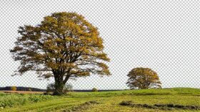 fotoğrafınızın arka planını png yani transparan yaparım