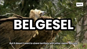Belgesel Seslendirmesi