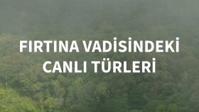 sizlere etkileyici belgesel seslendirmesi yapabilirim