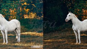 Fotoğraf Edit