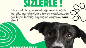 Petteach - Sosyal Medya Gönderi Tasarımları