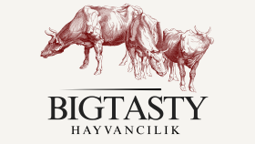 KURUMSAL MARKA KİMLİĞİ LOGOLARI