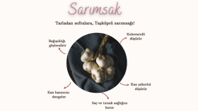 Tarladan Sofralara Taşköprü Sarımsağı