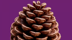 Pinesmell - Online Kitap Kulübü