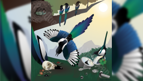 Vektörel Detaylı Saksağan Çizimi Adobe Illustrator Vector