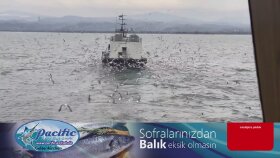 kanalınızın videolarını editleyebilirim