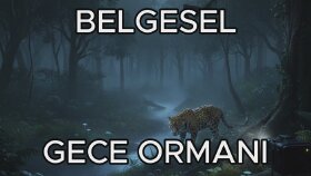 Belgesel