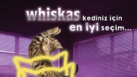 Whiskas- Reklam afişi Tasarımı (Banner)