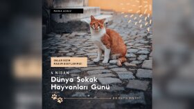 sosyal medya gönderi içerği