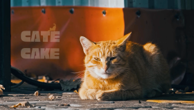 Cate Cate - Kedi Maması Markası