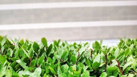 Garden Temalı Video İçin Çekilmiş Görsel