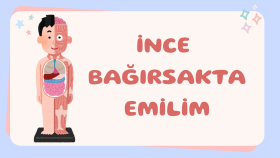 Lise Biyoloji Sunumum