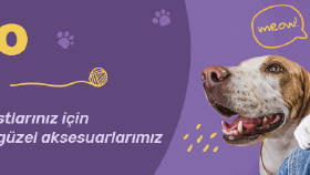 Lino Pet Banner Çalışmaları