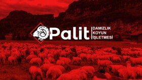 Logo Tasarımları