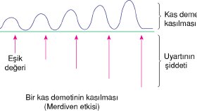 Biyoloji eğitim kitabı için çizim çalışmaları
