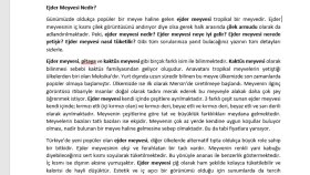 SEO Uyumlu Makele 