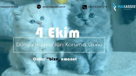 İş örneğim