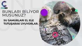 Sosyal Medya Çalışmaları