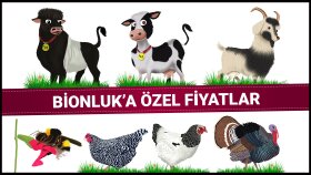 illüstrasyon örnekleri