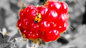Profesyonel Fotoğraf Düzenleme 