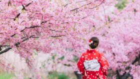 Sakura