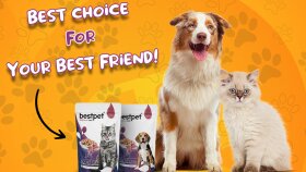 Kedi-Köpek Maması Sosyal Medya Reklam Tasarımı