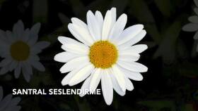 santral seslendirme gerçek örnek